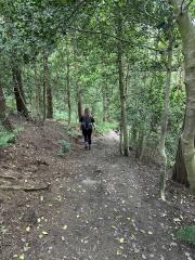 In the woods near Hayburn Wyke